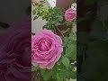 rose blooming 🏵️🌹🌹