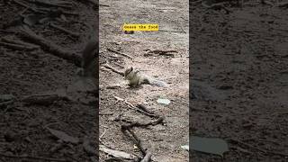Love for 🌮#cute #shortvideo #shorts #nature #music #solitude #song #squirrel #funny