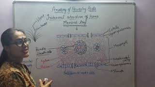 Anatomy of flowering plants-Internal structure of monocot leaf