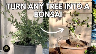 How to Turn ANY Tree into a Bonsai