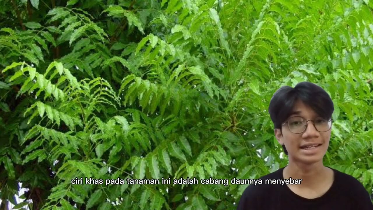 Tumbuhan Etnobiologi untuk Alelopati