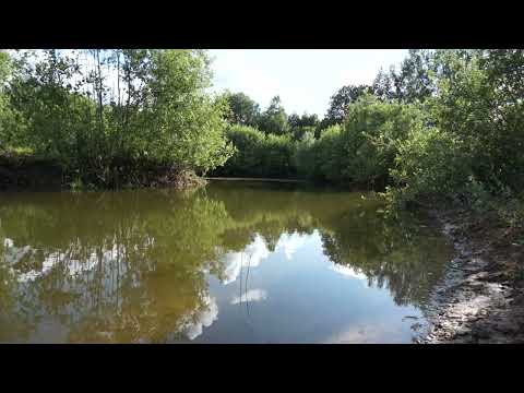 Nature Sounds Longplay No Loop Sunset Pond Shore Bees Humming Fish, Ambience ASMR Wind Blows
