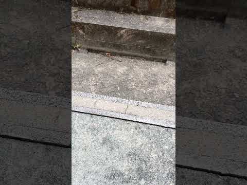 〚1月22日の溝〛今後リフォーム系のショートたまに出してくよって話。 実は便座(ウォシュレット)は電化製品なんだぜ。 #溝vtuber #雑談 #shorts