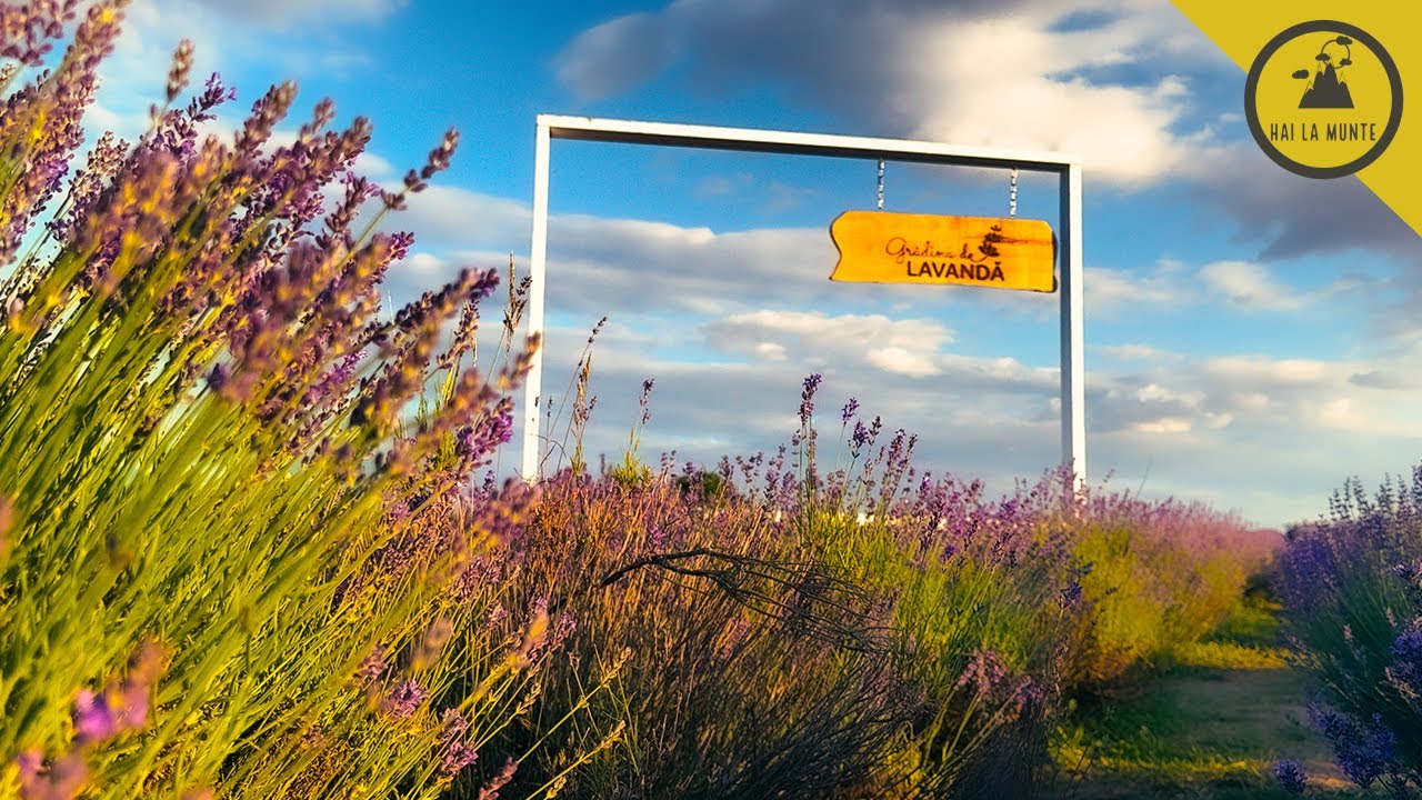 Grădina de lavandă din Țipărești - jud. Prahova