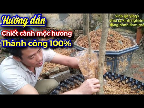 Video Hướng dẫn cách chiết cành mộc hương thành công 100% - youtube