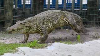 Crocodile Galloping Towards Man .