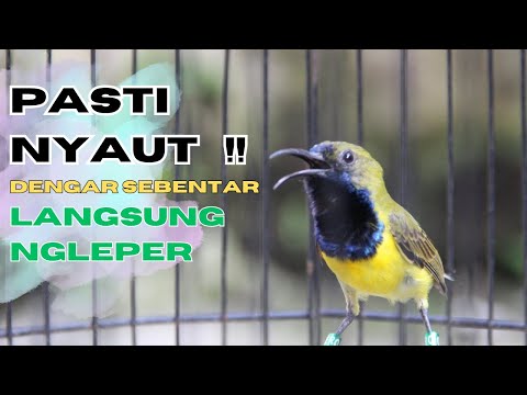 SUARA SOGON GACOR UNTUK PANCINGAN SOGON TROTOL BUNYI SEMAKIN RAJIN part 135