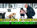 【奇跡の実話】清掃員の老人と少女が、吹雪の公園で鎖につながれ震えている秋田犬を発見した…その犬を家に連れて帰った瞬間、奇跡が起こった！
