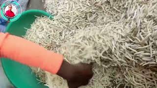 Chlorophytum Borivilianum Safed Musli Shweta Musli Taniravi Thang Dholi Musli