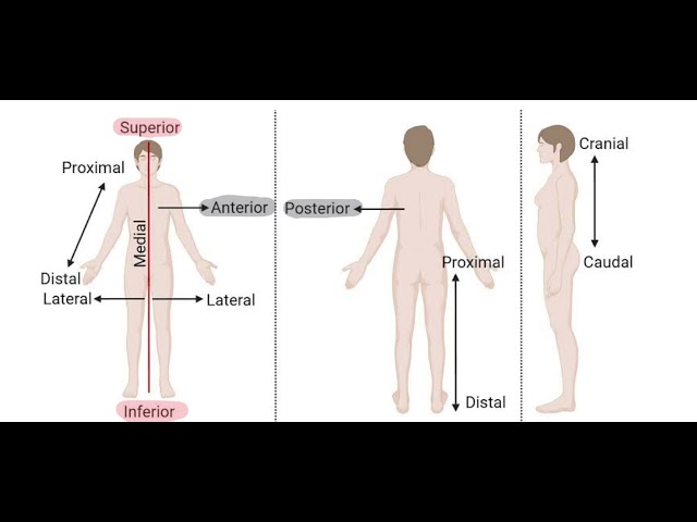 Distal Definition Anatomy Kinesiology Medicine Youtube