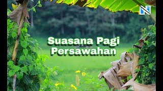 Menikmati Udara Sejuk Persawahan di Pagi Hari | Nature Relaxation Video ( FULL HD )