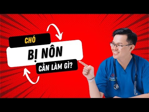 Video: Tôi nên làm gì nếu thú cưng của tôi bị nôn?