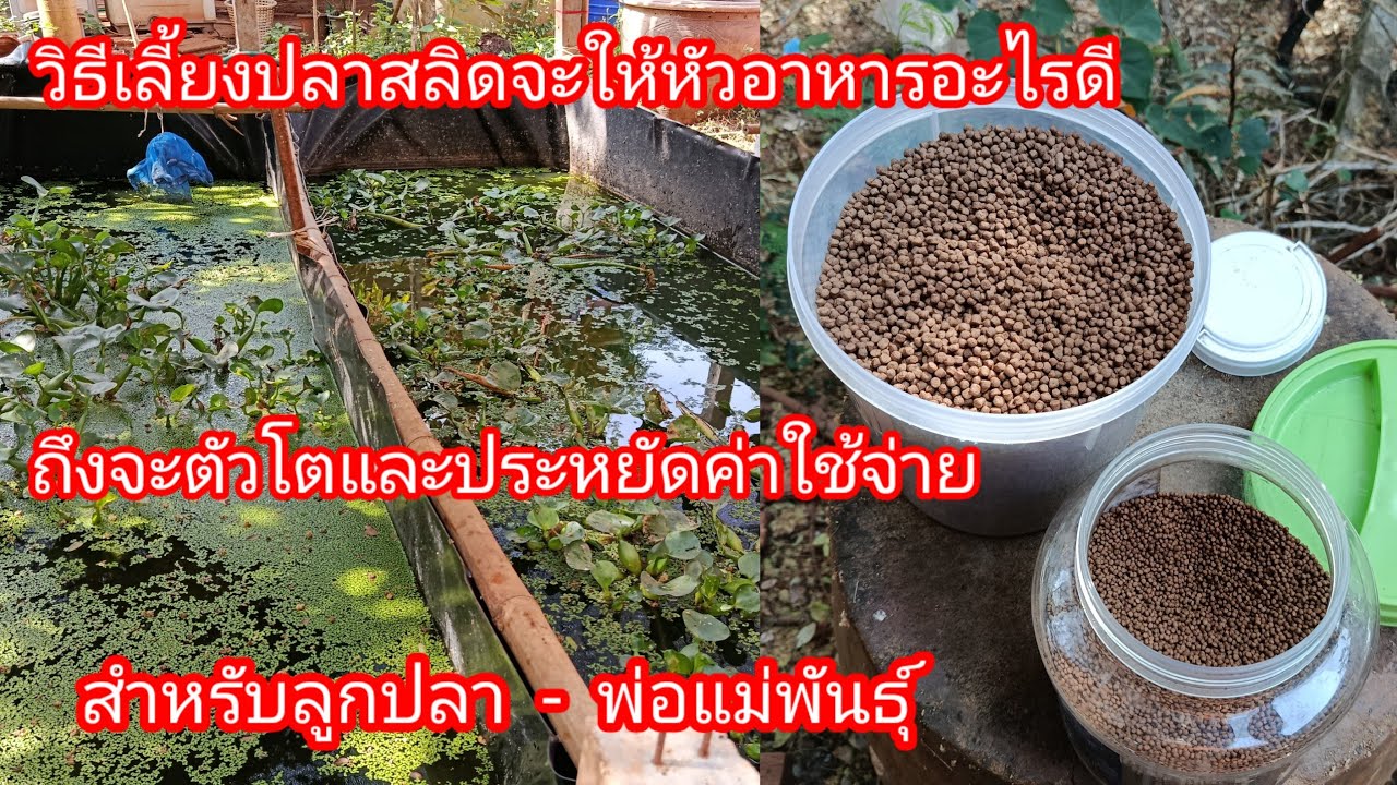 วิธีเลี้ยงปลาสลิดจะให้หัวอาหารอะไรดีถึงจะตัวโตและประหยัดค่าใช้จ่ายสำหรับลูกปลาและพ่อแม่พันธุ์EP454