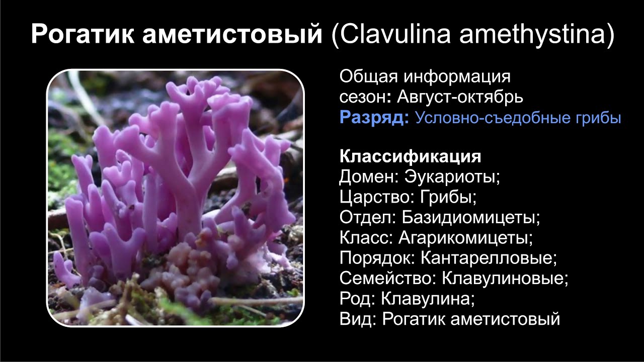 Рогатик аметистовый (Clavulina amethystina)