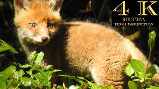 4 Baby Fox Cubs First Days Exploring the Forest!