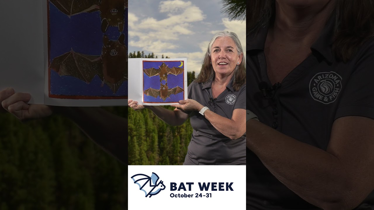 Неделя летучих мышей! Как вы собираетесь её отпраздновать?