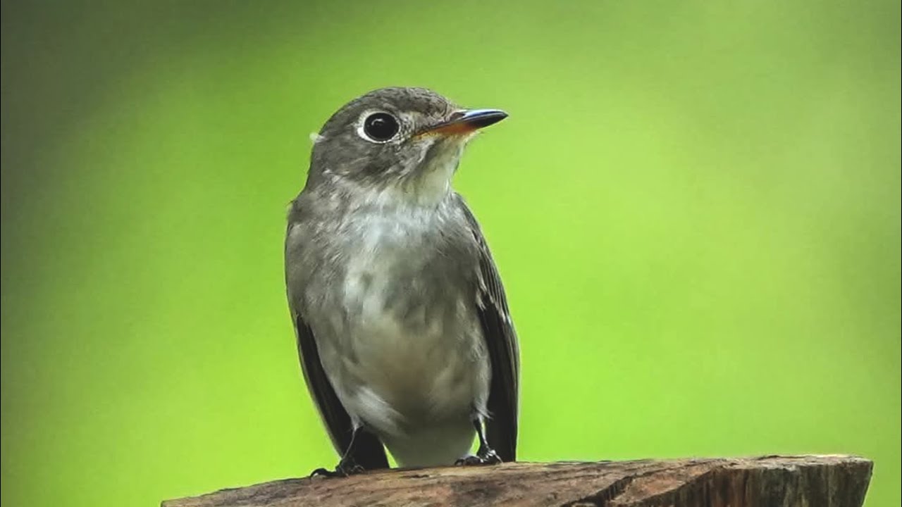 🦜Relaxing Music for Stress Relief  Birds Sounds