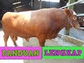 Cara ternak sapi beserta panduan lengkap penggemukan sapi potong