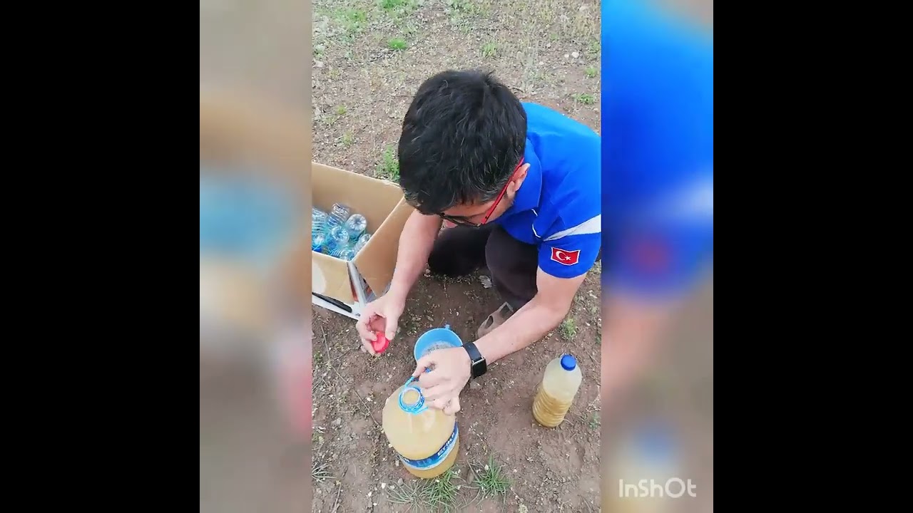 Kiraz sineği için tuzak.