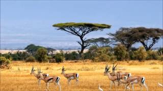 Chroniques de l'Afrique Sauvage   Song for Simba