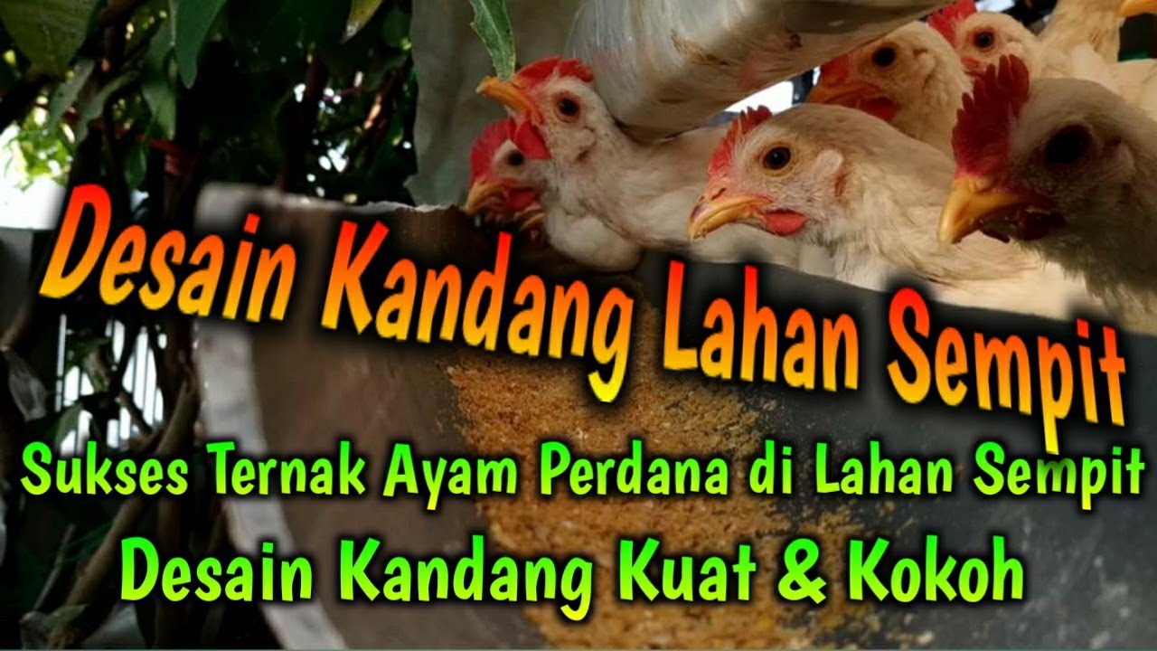 Sukses Ternak Ayam  Perdana di Tengah Perumahan dgn Desain  