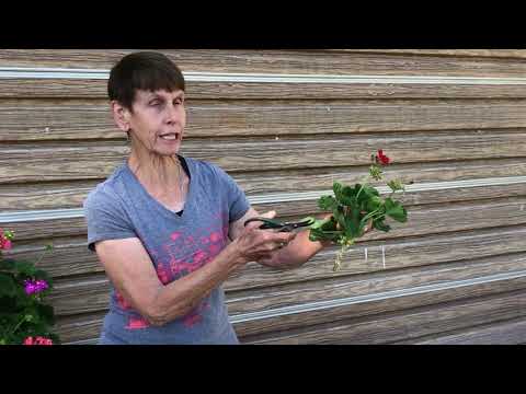 Geranium Care:  Fall preparation, bringing your geraniums inside for the winter.