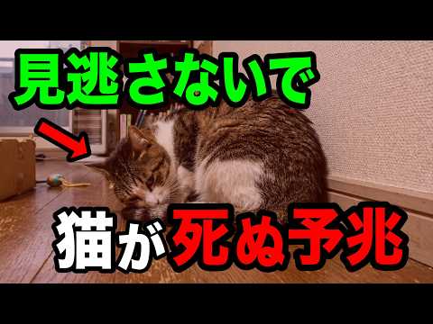 猫は死を感知できる？ 最期の兆候と飼い主ができること