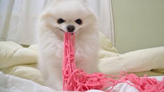 ENG SUB _ Don't make scarf for puppies! Buy instead ^^