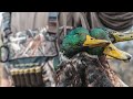 Duck Hunting "Pool Party" - Fowled Reality