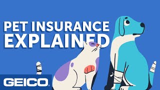 Pet Insurance Explained - GEICO Insurance