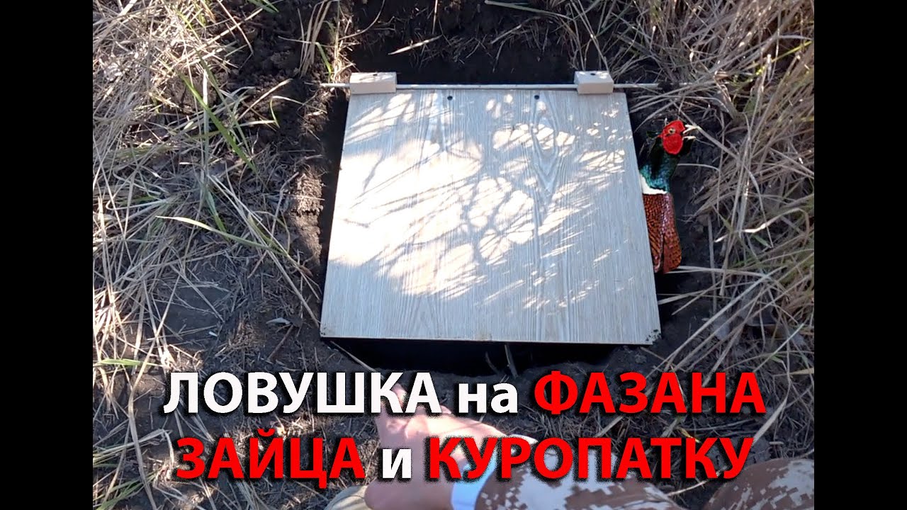 Сколько куропаток попалось в ловушку кота