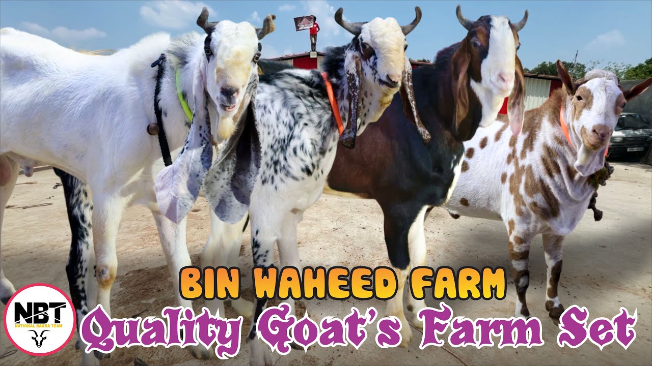 Waheed Shah Riar Farm Quality Goat’s Farm Set At Bin Waheed Farm - YouTube