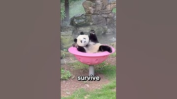 Did you know pandas are actually classified as carnivorous#shorts