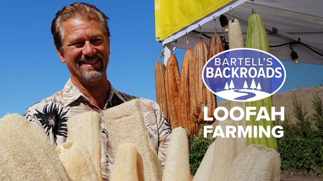 Organic homegrown luffa bath sponges from a California garden | Bartell's Backroads