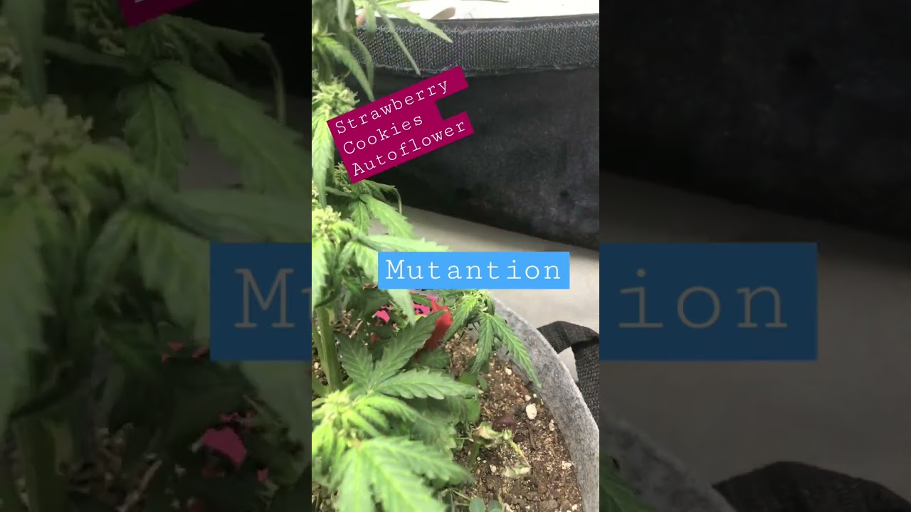 Update: Strawberry Cookies Week 2 Flower / Mutation