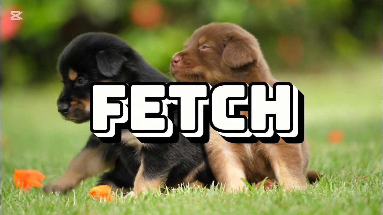 @Grandastories Stay tuned video upcoming tomorrowDogs funny talk jokes