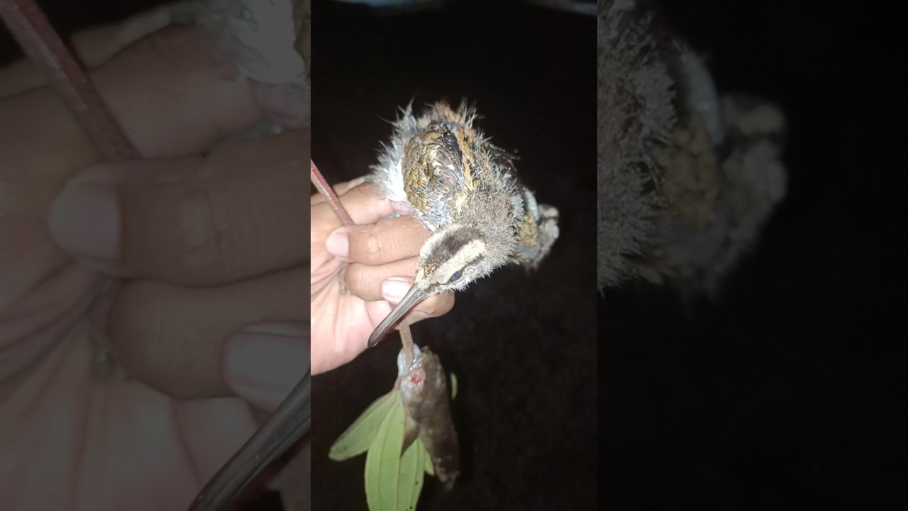 Raat mein ghoom ke kya Mila Hai Dekho kaise #shortsfeed #shortvideo #shorts