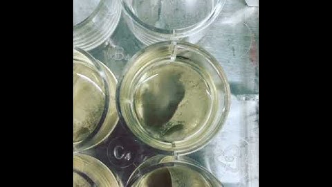 Beating heart cells made from stem cells