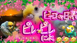 ピーコの日常〜久しぶりの通常動画🤣🤣🤣🦜