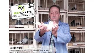 Leilão Solidário GPLoft - Ulisses
