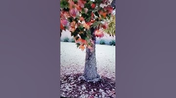 Maple tree morphology | Stephanie Thompson