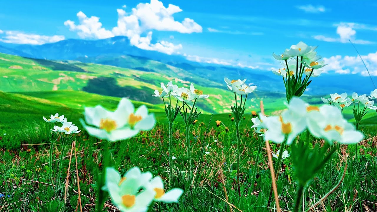 Topojan 2022 FULL HD