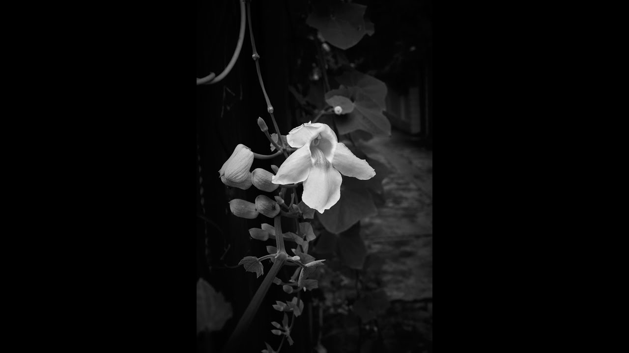 Fujifilm X100f 2021 Street Photography, 5 minutes to Shoot street photos, Tay Ho, Vietnam