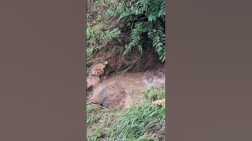 Hlau youtube đi cho gà ăn nước sối đã đỡ hơn đi được rồi