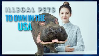 The Top 10 Illegal Pets to Own In the United States - Be Careful!