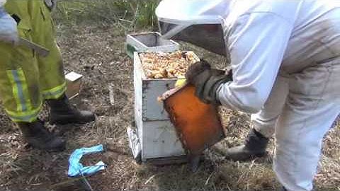 Harvesting full honey frames from a langstroth beehive