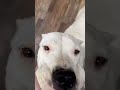 Every Time She Gets Out She Has To Go Smell That Hog Skull Dogo Argentinos Every Time She Gets Out She Has To Go Smell That Hog Skull Dogo Argentinos