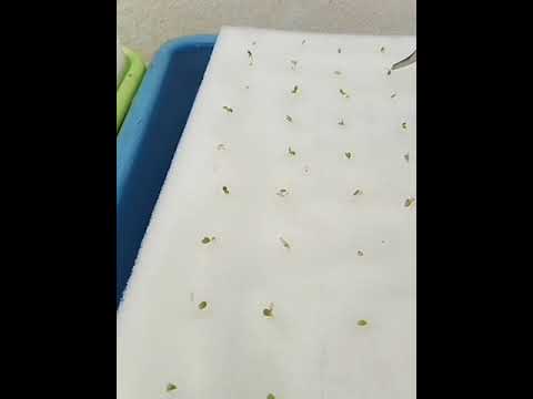 ผลสลากกินแบ่งรัฐบาล วันที่ 1 พย. 2567