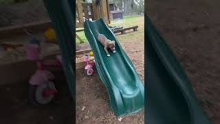 Girl and Puppy Enjoy Sledding Fun