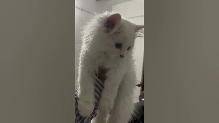 Video 10042941: persiancat persians, persiancat cats catlover, persiancat love catlover, catlover persiancat funny, persiancat baby cat